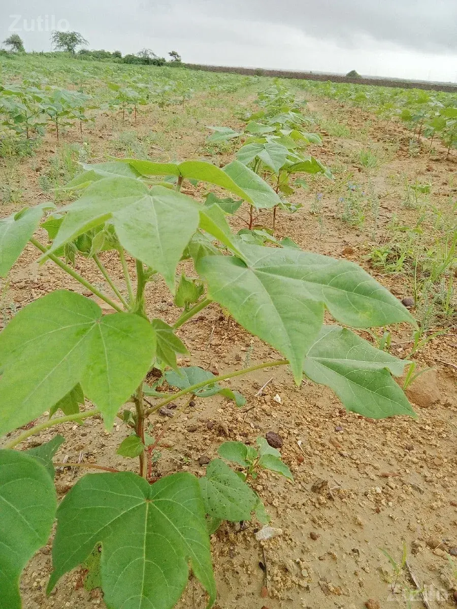 જમીન વેચવાની - Land & Plots - Dwarka - Image 1
