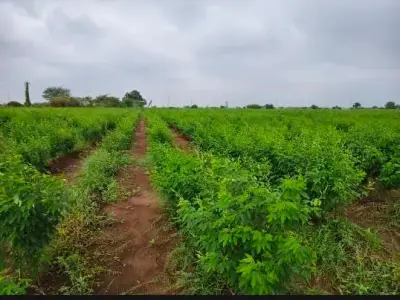 તાલુકો વંથલી જિલ્લો જુનાગઢ જમીન તાલુકો વંથલી જિલ્લો જુનાગઢ જમીન
