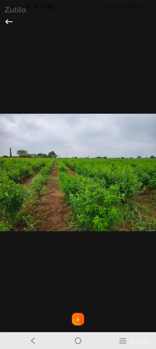 તાલુકો વંથલી જિલ્લો જુનાગઢ જમીન - Land & Plots - Bhanvad - Image 1