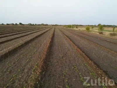 Fertile Agricultural Land Near Shiva Road Fertile Agricultural Land Near Shiva Road