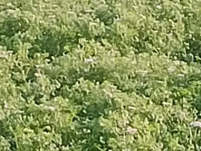 Agricultural Land for Sale in Junagadh Agricultural Land for Sale in Junagadh