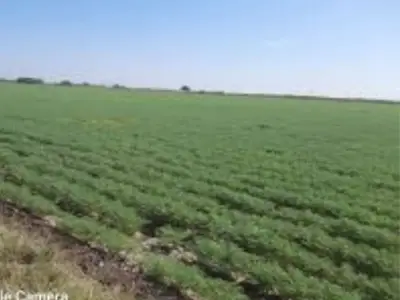 5 Bigha Fertile Agricultural Land Talala 5 Bigha Fertile Agricultural Land Talala