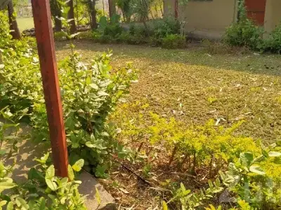 Green Residential Plot for Sale, Visavadar