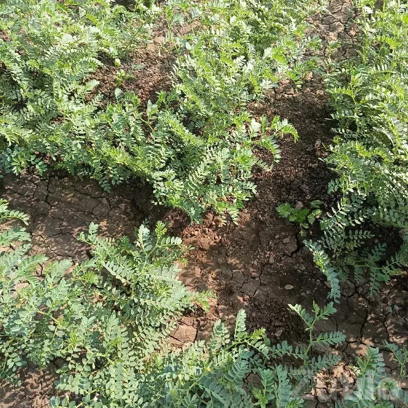 Fertile Agricultural Farm Land Mangrol - Land & Plots - Mangrol - Image 3