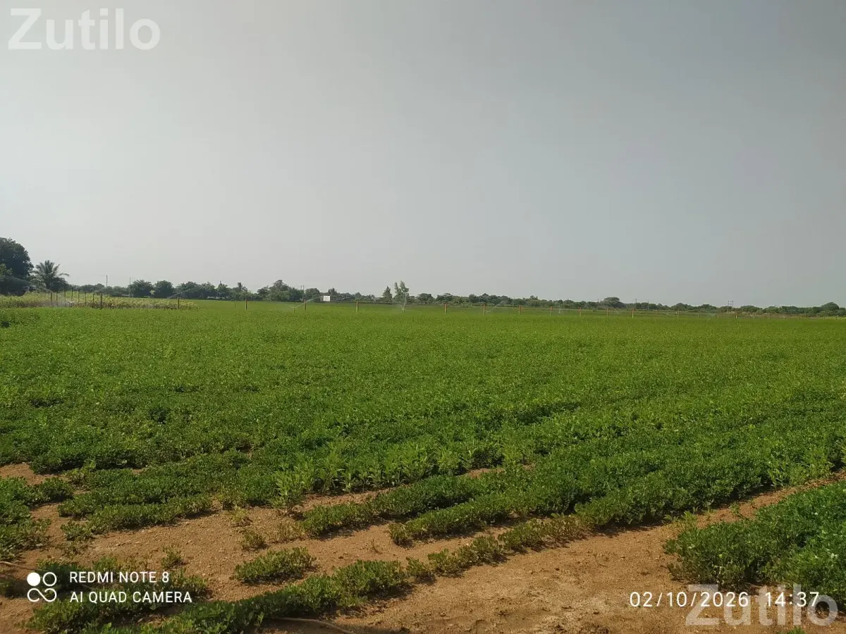Land for sale - જમીન અને પ્લોટ - કેશોદ - Image 5