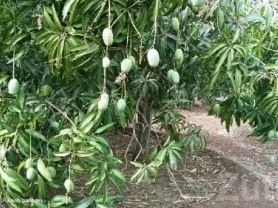 Talala Mango Orchard Agricultural Land Talala Mango Orchard Agricultural Land