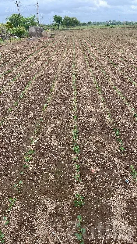 Jamjodhpur Agriculture Plot with Well - જમીન અને પ્લોટ - જામજોધપુર - Image 3