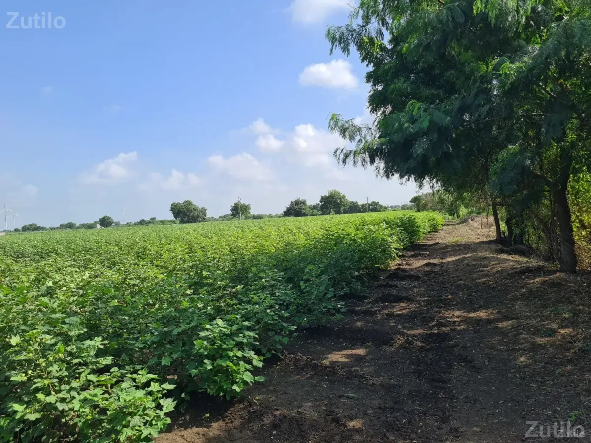 વાછકપર બેડી માં 12.5 એકર (31.5 વીઘા) જૂની શરતની જમીન વેચવાની છે - જમીન અને પ્લોટ - જામનગર શહેર - Image 3