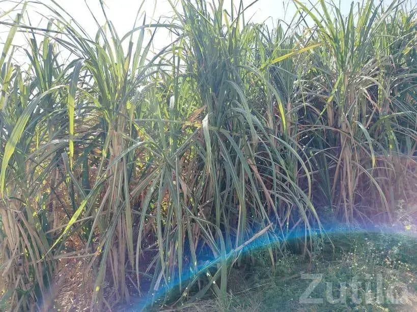 Agricultural Land with Sugarcane Crop 2.5 Vigha - Land & Plots - Lalpur - Image 2