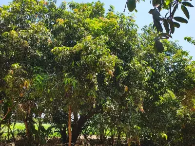 Mango Orchard Land with 120 Trees Mango Orchard Land with 120 Trees