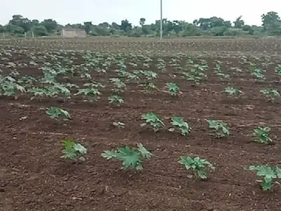 10 Vigha Fertile Farm Land, Khambha 10 Vigha Fertile Farm Land, Khambha