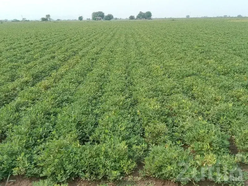 11 Vigha Fertile Agriculture Land Plot - જમીન અને પ્લોટ - રણાવાવ - Image 3