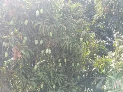 Kesar Mango Orchard Land Available Kesar Mango Orchard Land Available