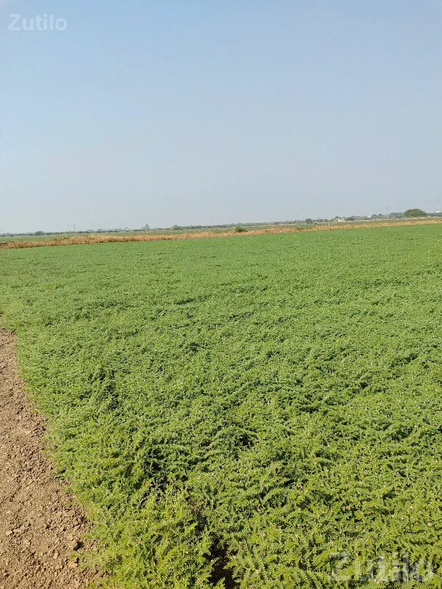30 Vigha Farmland Plot for Sale Langad - Land & Plots - Mangrol - Image 2