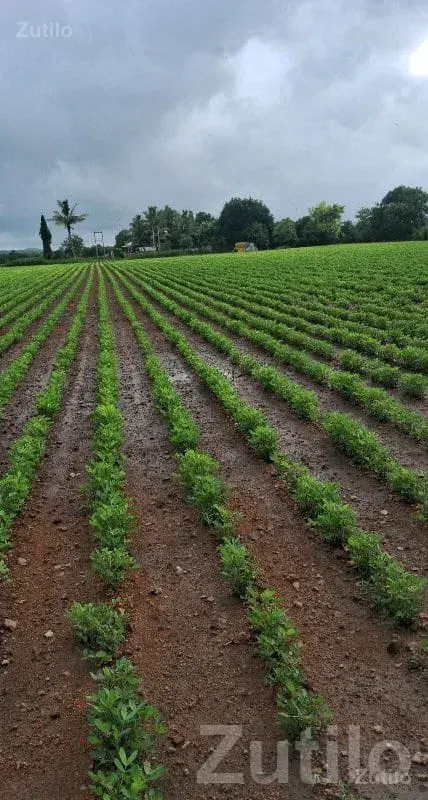 Fertile Agricultural Land for Sale - Land & Plots - Upleta - Image 3