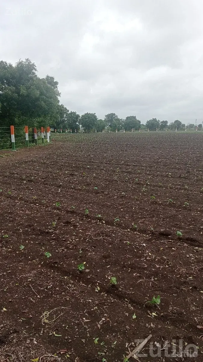 Fertile Agricultural Land for Sale Rajkot - જમીન અને પ્લોટ - રાજકોટ શહેર - Image 2