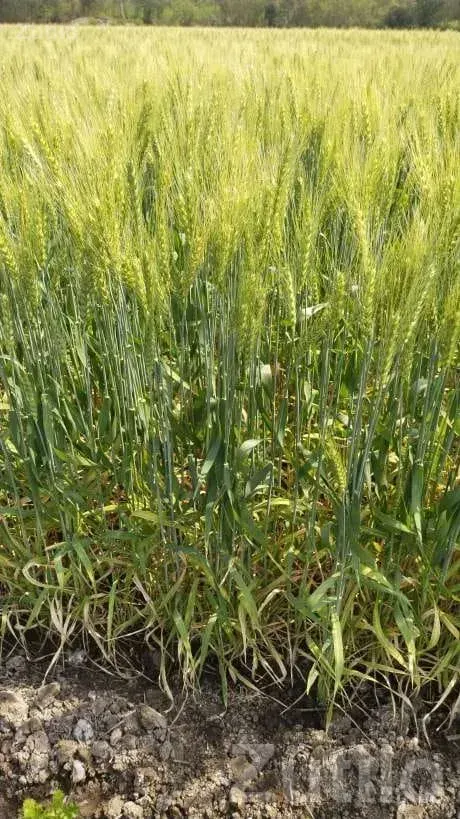 3 Acre Agricultural Land with Bore and House - જમીન અને પ્લોટ - વાંકાનેર - Image 4