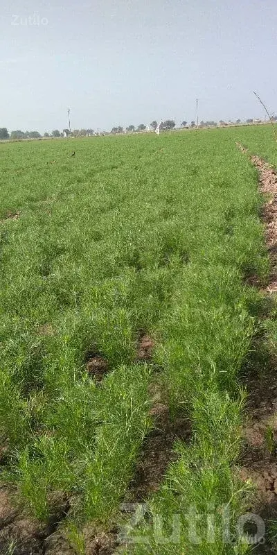 11 Vigha Fertile Agriculture Land Plot - જમીન અને પ્લોટ - રણાવાવ - Image 2
