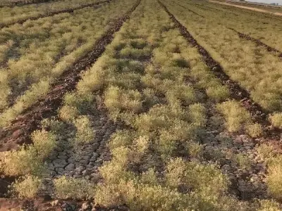 11 Vigha Fertile Agricultural Land, Ranavav 11 Vigha Fertile Agricultural Land, Ranavav