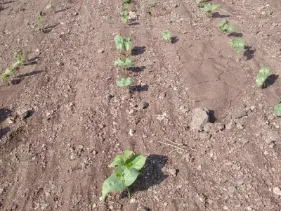 Fertile Farmland Plot in Jamjodhpur Fertile Farmland Plot in Jamjodhpur
