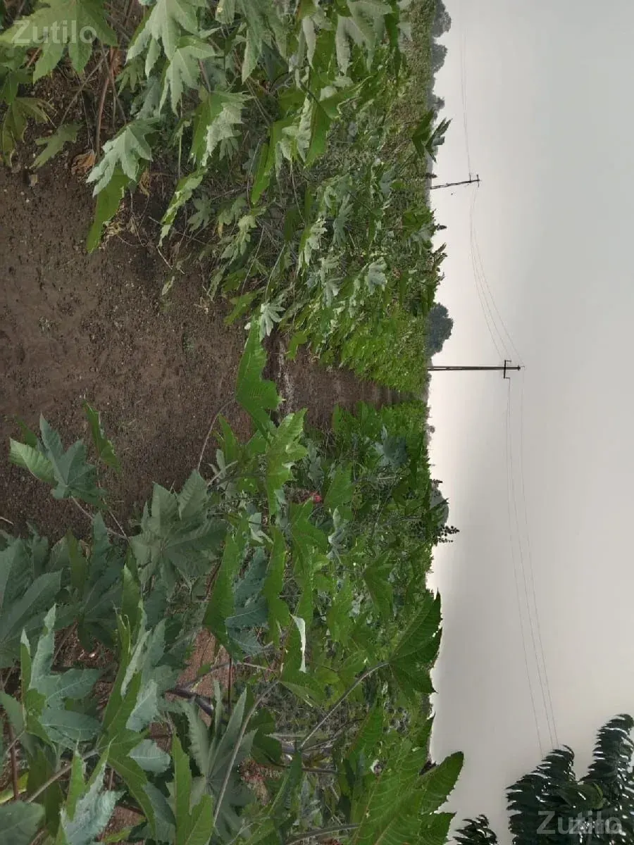 જમીન વેચવાની છે (ટાઈટલ ક્લિયર) - Land & Plots - Bhanvad - Image 2