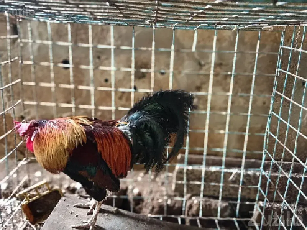 Pigeons and Hen with Cabin for Sale - Birds - Mangrol - Image 2