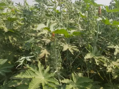 ખેતર