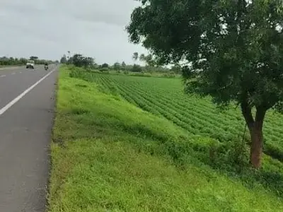 Road Touch Green Farmland Keshod Road Touch Green Farmland Keshod