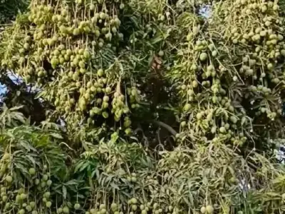જમીન વેચવી 60 વીઘા જમીન વેચવી 60 વીઘા