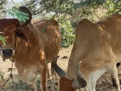 વેચવાના છે સાવશૉજા વેચવાના છે સાવશૉજા