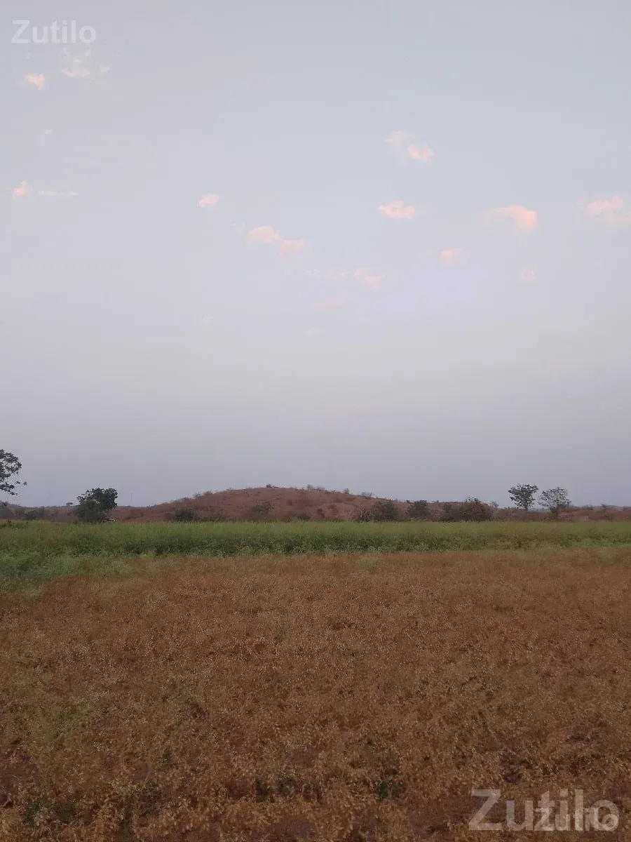 32 Bigha Irrigated Farm Land for Sale - Land & Plots - Upleta - Image 2