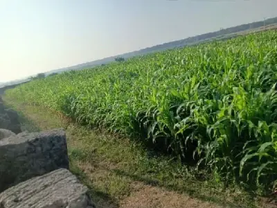 મકાઈનો ઘેરો વેચવાનો છે મકાઈનો ઘેરો વેચવાનો છે