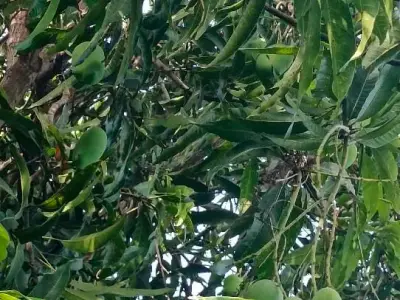 Kesar Mango Orchard Lease with 150 Trees Kesar Mango Orchard Lease with 150 Trees