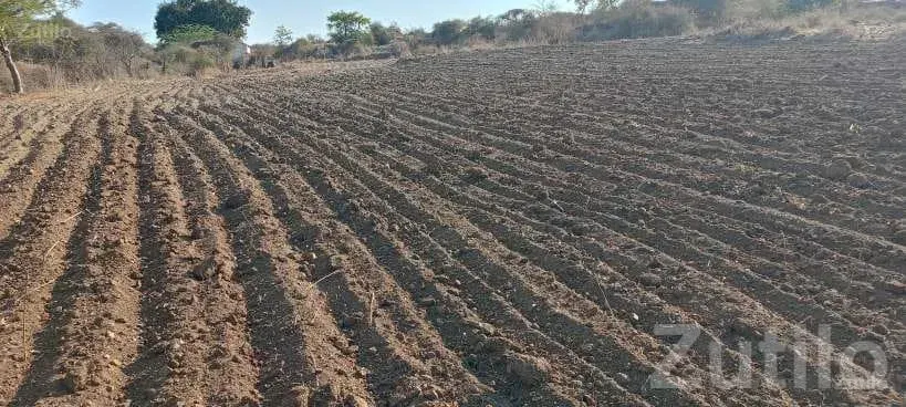 2.5 Vigha Agricultural Land for Sale - Land & Plots - Savarkundla - Image 4