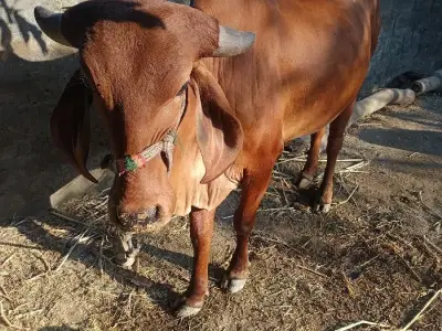 ગાય વેચવા ની સે ગાય વેચવા ની સે