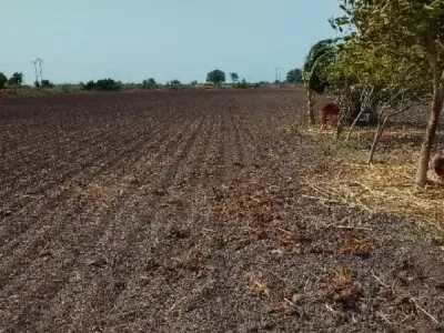 Rajkot Fertile Agricultural Land for Sale Rajkot Fertile Agricultural Land for Sale