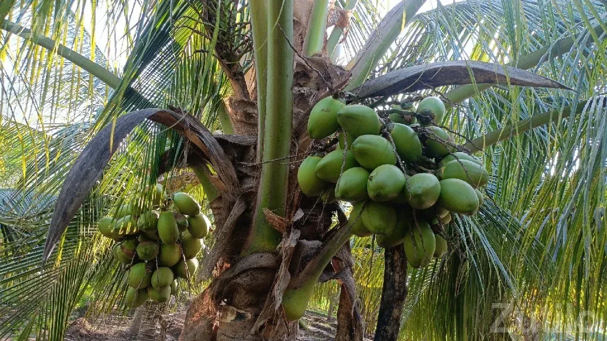 Coconut Orchard Lease for One Year - Land & Plots - Dhokadva - Image 2