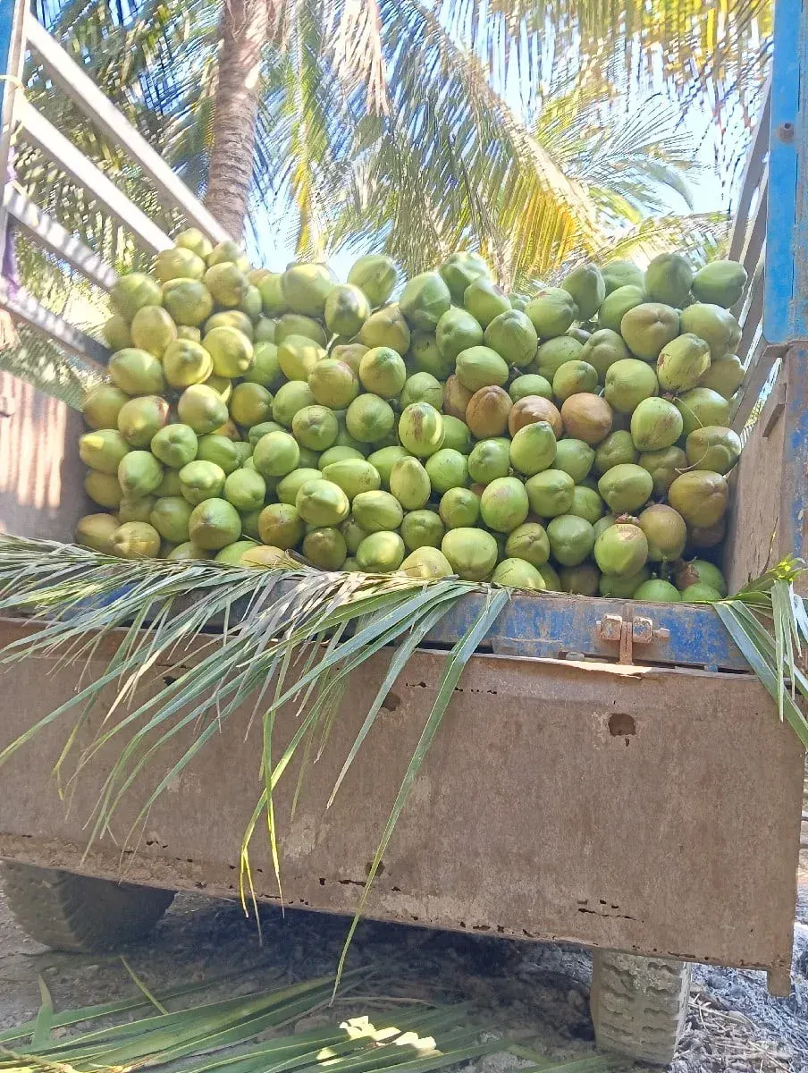 પાડા અને પાડી લેવાના છે - કાર - માંગ્રોળ - Image 1