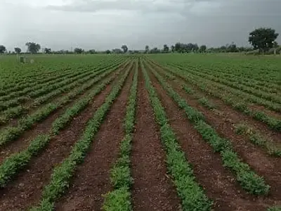 13 Vigha Fertile Agriculture Land Babra 13 Vigha Fertile Agriculture Land Babra