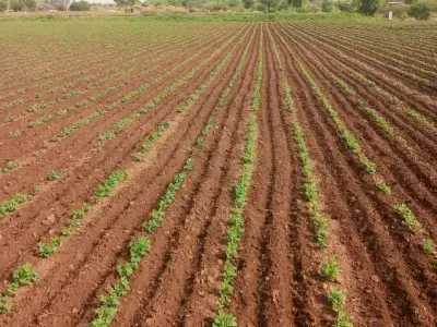 Fertile Agricultural Land Plot for Sale Fertile Agricultural Land Plot for Sale