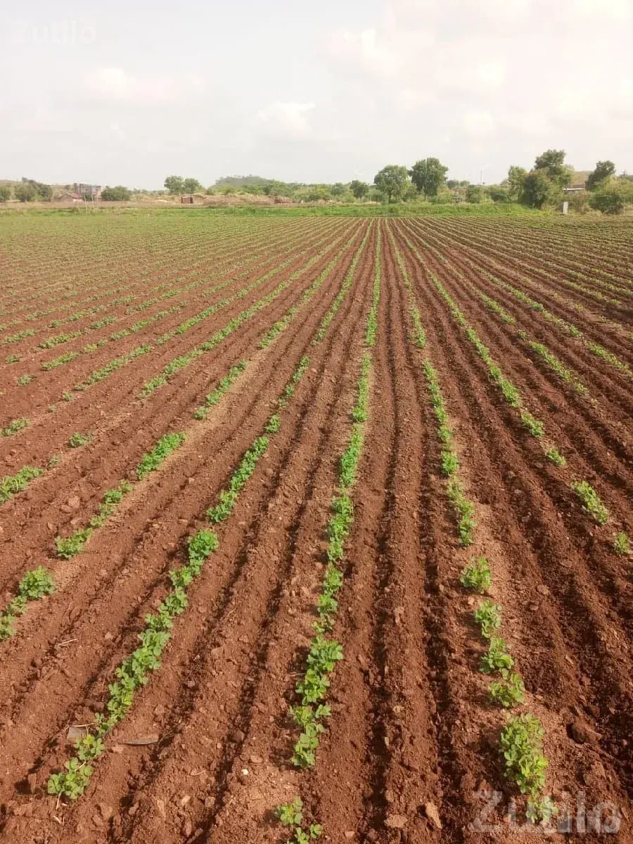 Fertile Agricultural Land Plot for Sale - જમીન અને પ્લોટ - સાવરકુંડલા - Image 1