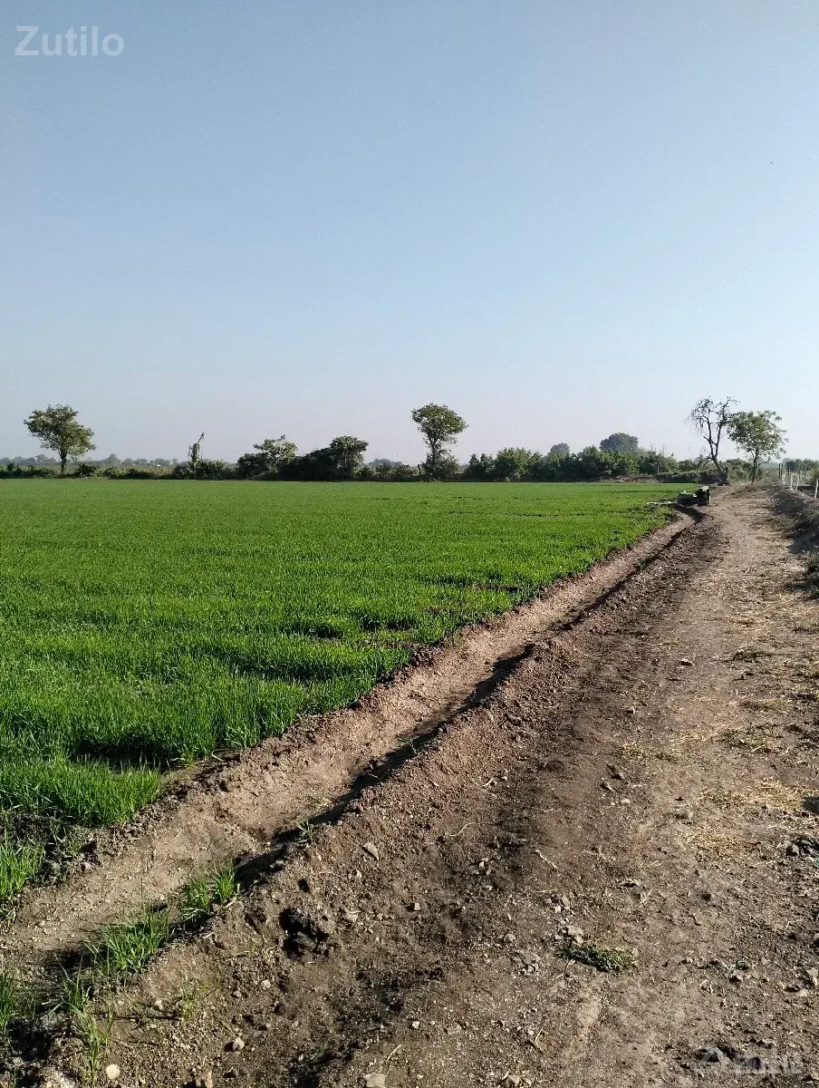મોટીમારડ 15 વિઘા - જમીન અને પ્લોટ - ધોરાજી - Image 2