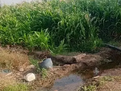 Fertile 7 Bigha Agricultural Land Upleta Fertile 7 Bigha Agricultural Land Upleta