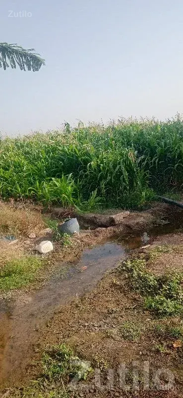 Fertile 7 Bigha Agricultural Land Upleta - Land & Plots - Upleta - Image 1