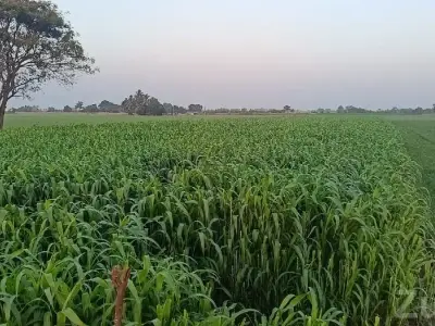 Fertile Agricultural Land for Sale