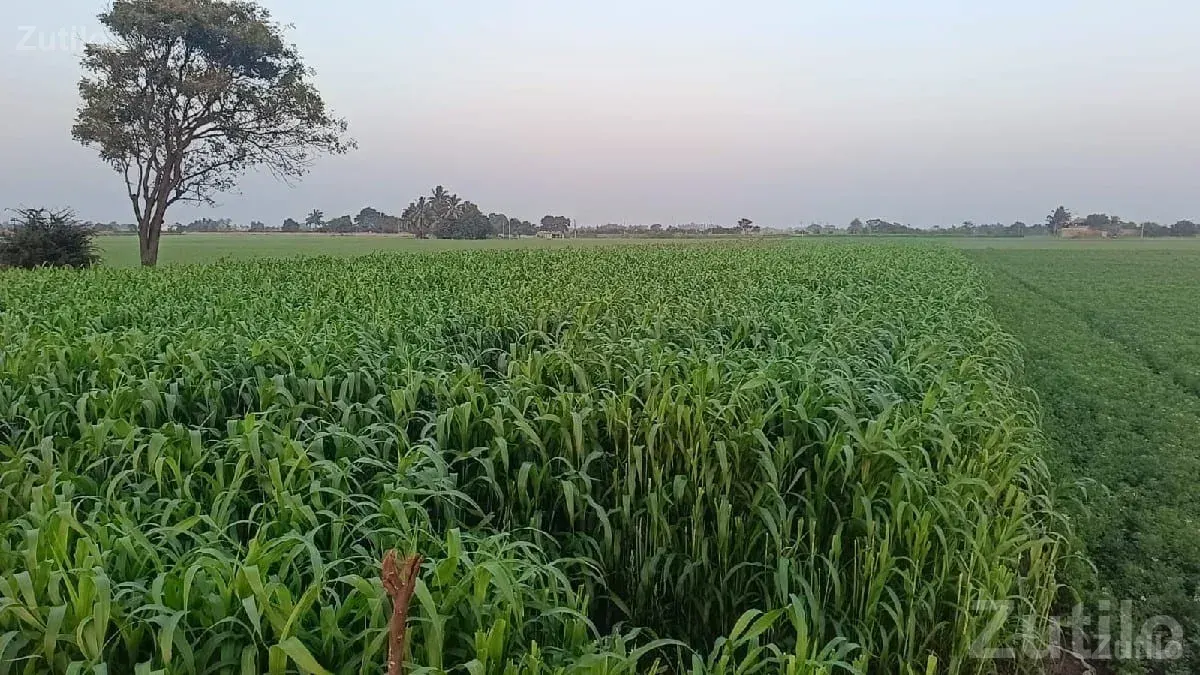 Fertile Agricultural Land for Sale - Land & Plots - Bhanvad - Image 1