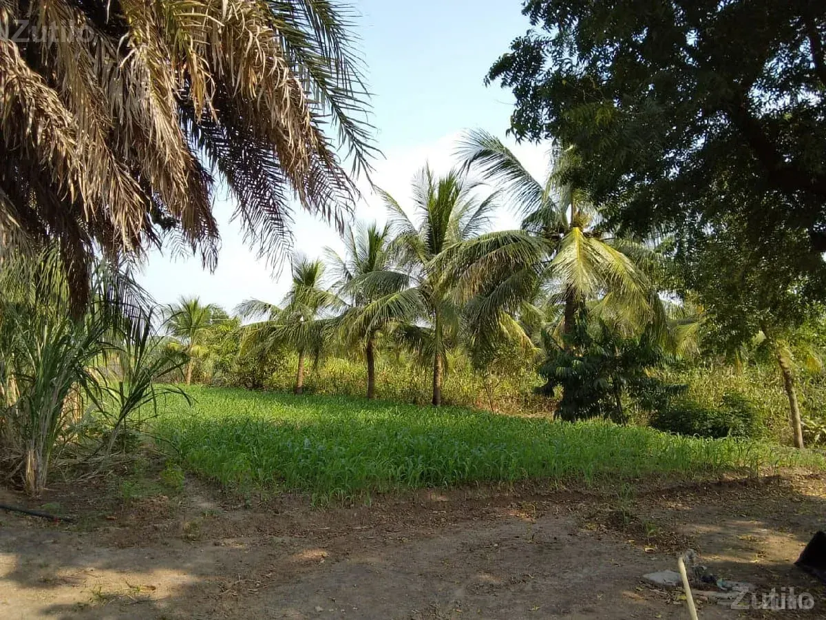 ખેતી ની જમીન વેચવાની છે - Land & Plots - Bhanvad - Image 2