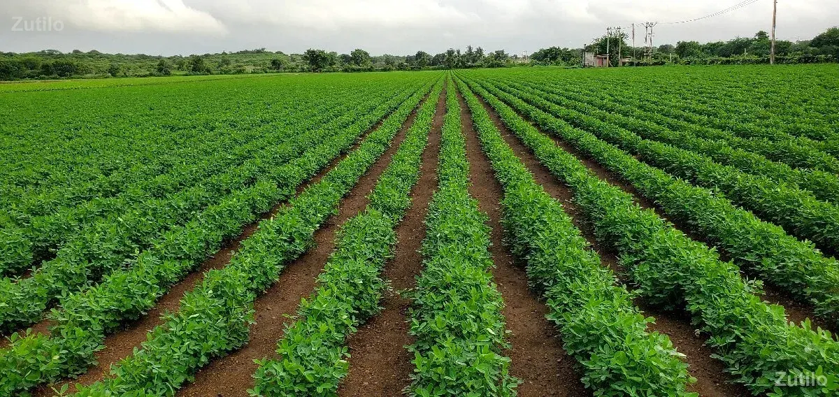 જમીન વેચવાની છે - Land & Plots - Bhanvad - Image 2