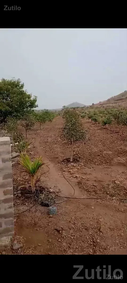 46 Vigha Fenced Bagicho Land in Dhari - જમીન અને પ્લોટ - ધારી - Image 3