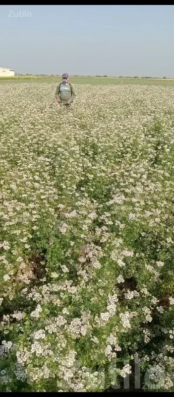 Fertile Agricultural Farm Land Mangrol - Land & Plots - Mangrol - Image 2